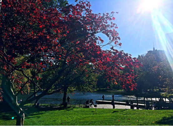 深秋的Boston Common